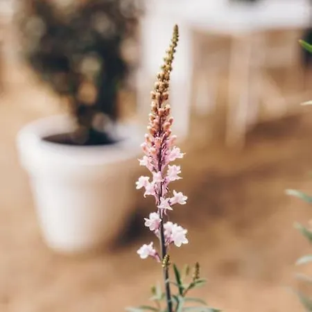 בקתה Heerlijk Op De Veluwe In *