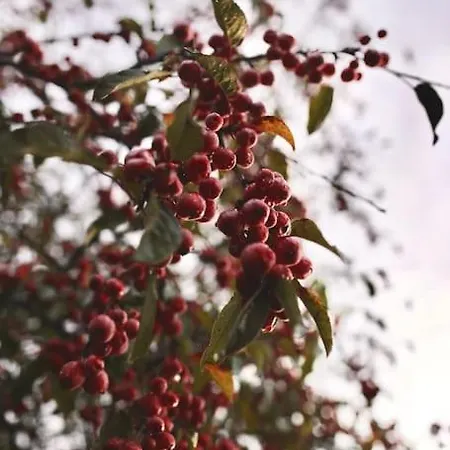 Heerlijk Op De Veluwe In בקתה