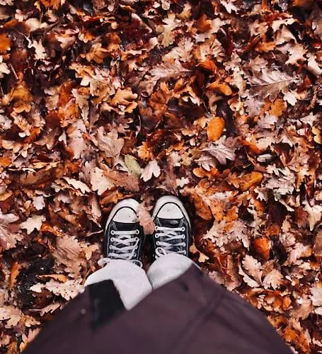 Heerlijk Op De Veluwe In *